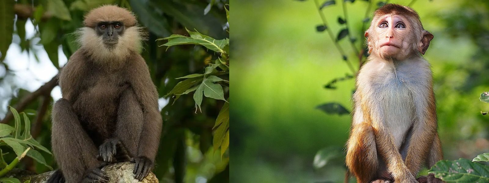 Sri Lanka’s Monkey Population Hits 6 Million